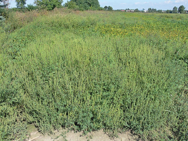 Ambrozia invadează Sătmarul