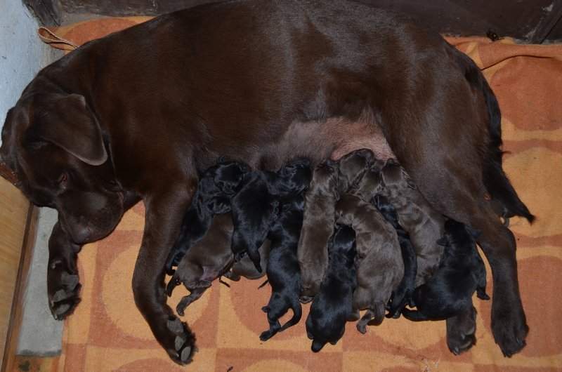 Naştere inedită în Satu Mare!