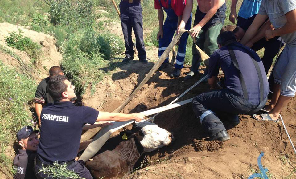 O văcuță a murit după ce a căzut într-o groapă