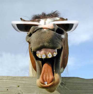 Măgarul, capcana  din testul-grilă pentru directorii de şcoli