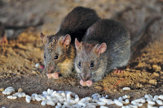 Viu sau mort! Autoritățile din Jakarta oferă recompense pentru fiecare șobolan prins