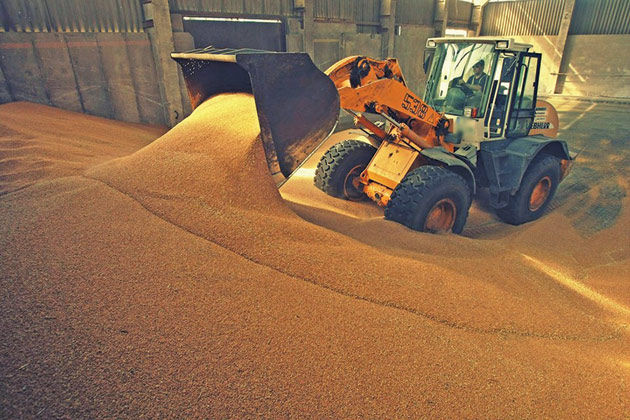 Producție mare, prețuri mici la cereale în județ