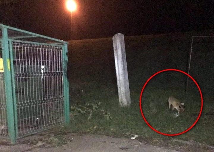 Vulpile prind curaj și intră în oraș