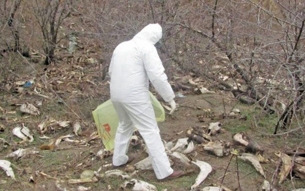 Amendă colosală pentru un abator din județul Satu Mare