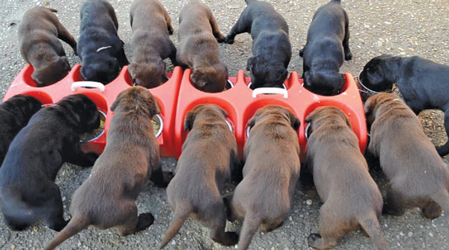 14 labradori, de poveste