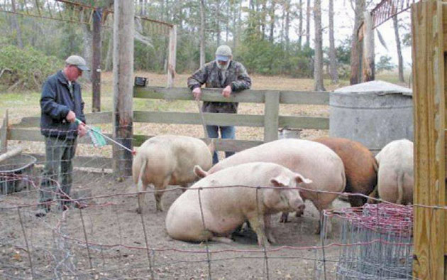 Circa 140 de mii de porci, buni de tăiat pentru Crăciun în județ