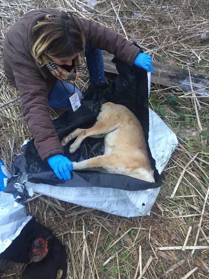 Câini uciși și abandonați la marginea  Sătmarului