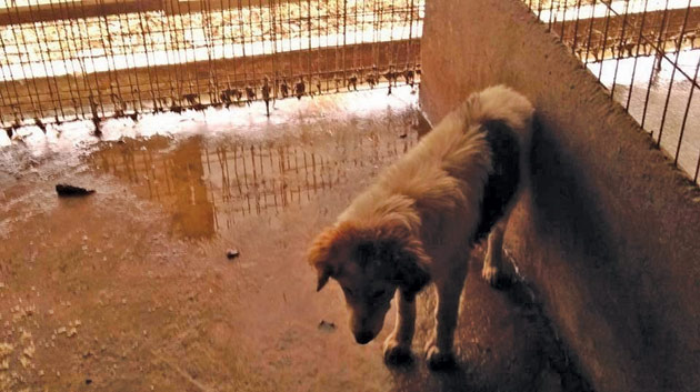 Condiții cumplite la adăpostul pentru câini din Dara