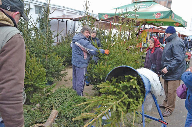 Brazii trec ca pâinea caldă în  Piața Mare