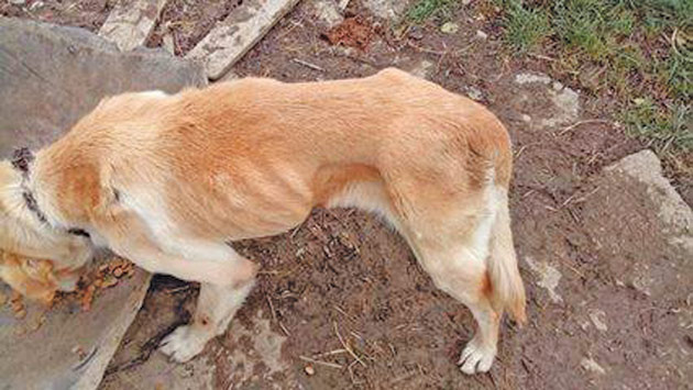 Câini înfometați și ținuți pe lanț, descoperiți la Satu Mare