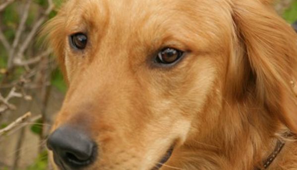  Şi-a anunţat soţul că a adus un câine acasă, dar de fapt era un coiot. Conversaţia celor doi soţi a făcut înconjurul lumii