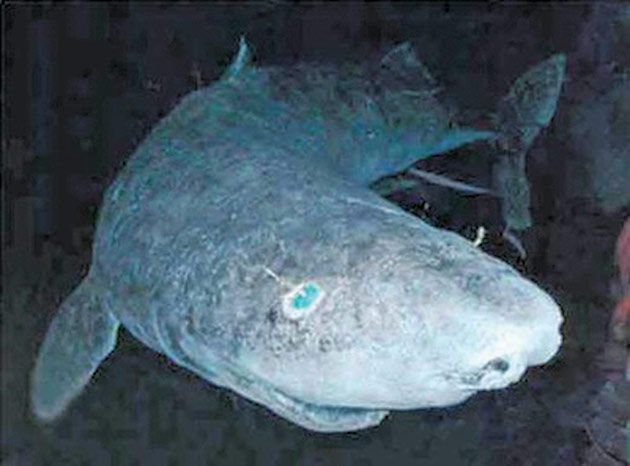 Cel mai misterios rechin, mai bătrân decât dinozaurii, filmat pentru prima dată