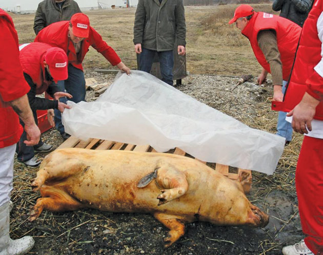 Doar opt cazuri de trichineloză  în acest an la Satu Mare