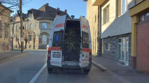 Balada Bradului transportat cu ambulanţa