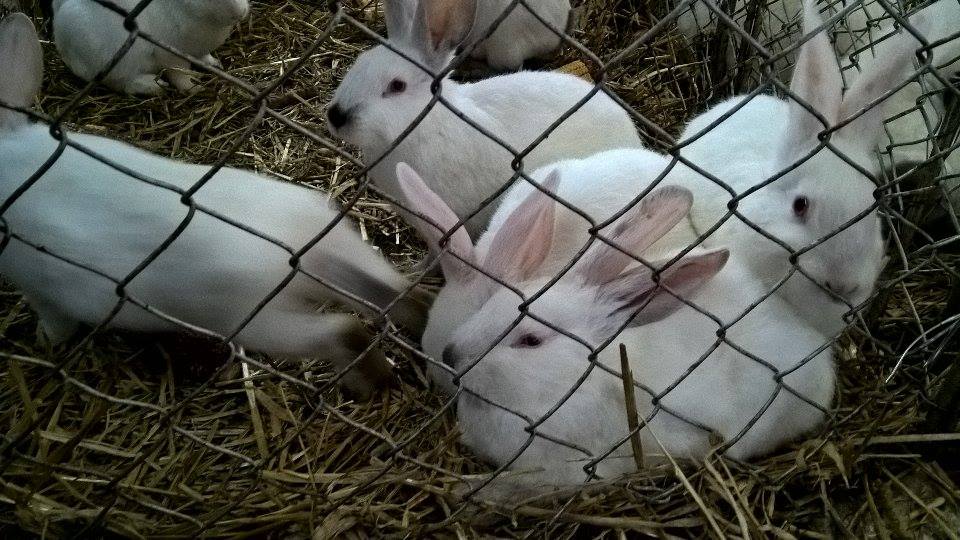 16118016_737746119716651_512076161_n (1)