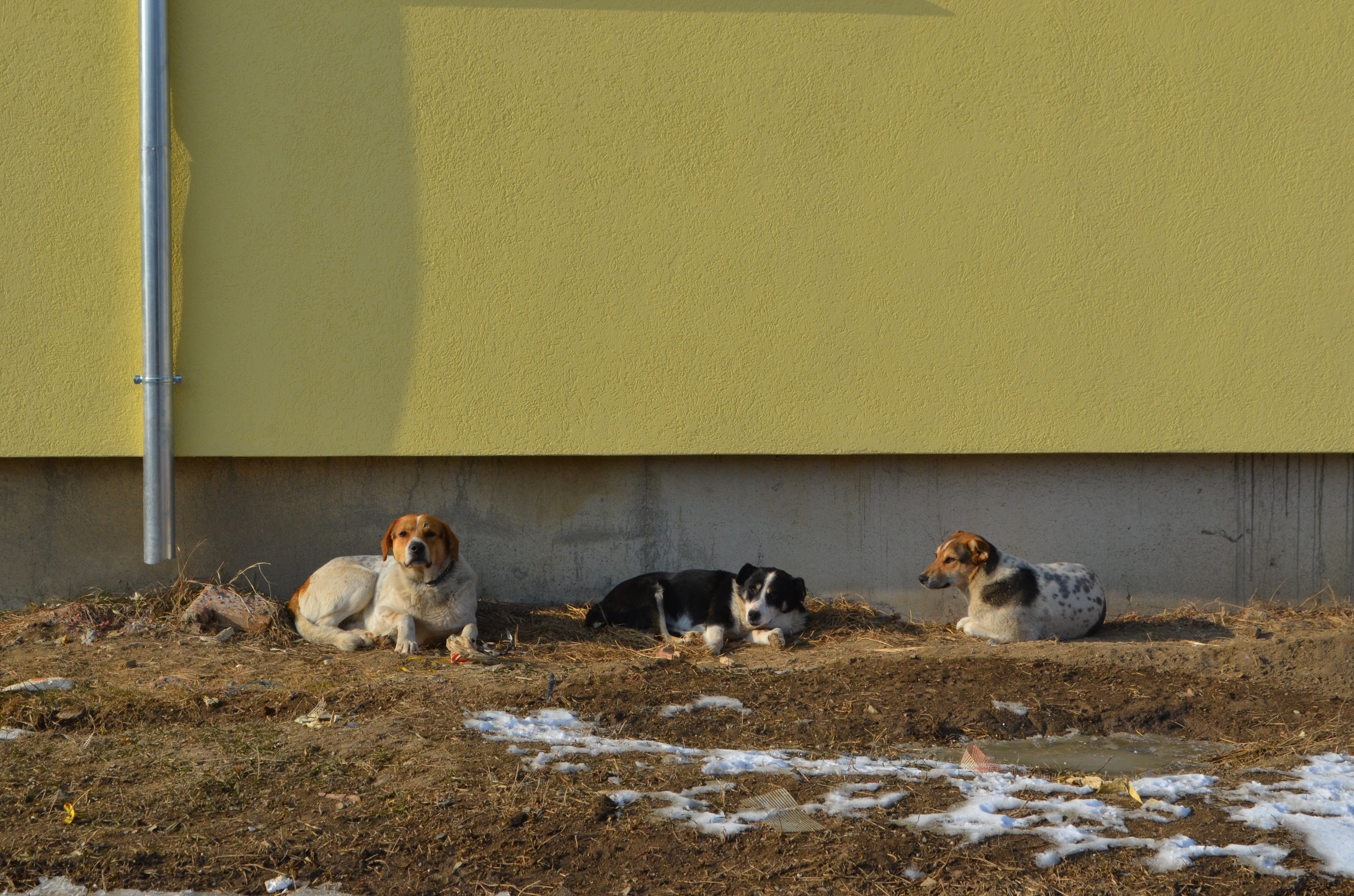 Câinii vagabonzi îi terorizează pe sătmăreni