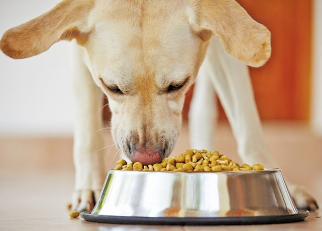 Românii cheltuiesc până  la 300 de lei pe lună pentru hrana câinilor de companie