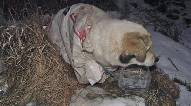 Câine lăsat să moară în frig, pe câmp, lângă Carei