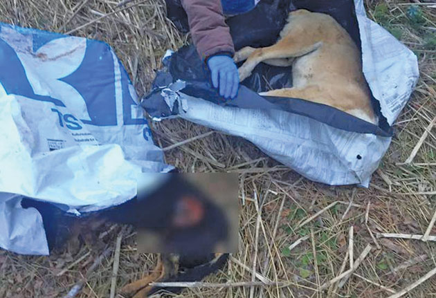 Câini uciși cu bestialitate la Satu Mare