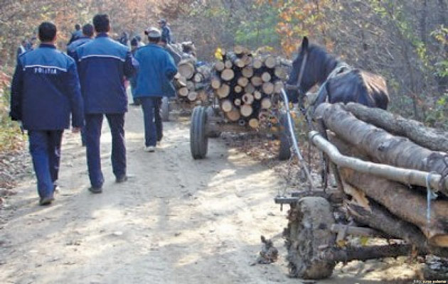 Hoți de lemne, prinși  de polițiștii sătmăreni