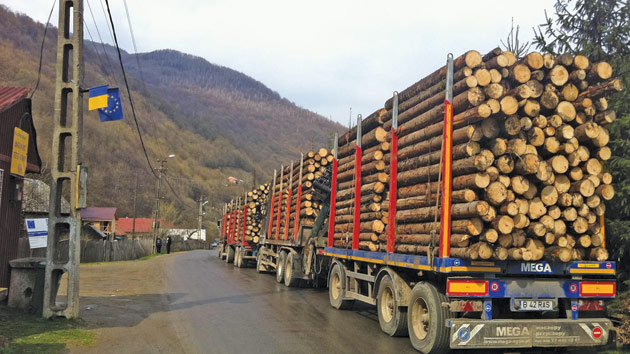 Defrișări ilegale în pădurile din Satu Mare