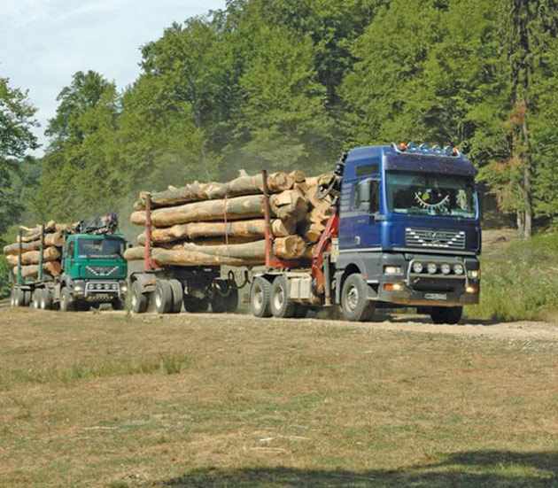 Prețul lemnelor a crescut semnificativ în județul Satu Mare