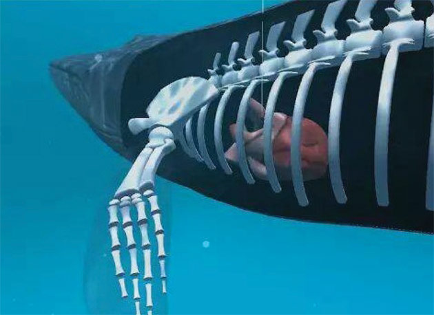 Fenomenul Balena Albastră