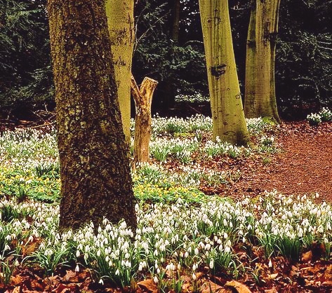 Loc de basm în Satu Mare: Plimbare în Poiana Ghioceilor