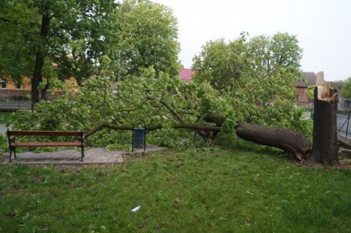 Copaci rupţi de vânt, o maşină avariată...