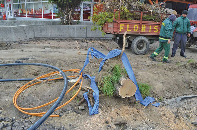 Copac doborât de vânt la Satu Mare