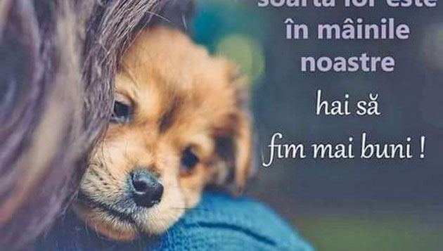 Hrăneşte un căţel de Paşte! Campanie Free Life Satu Mare