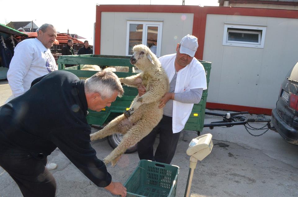 S-a dat startul la sacrificarea mieilor de Paște