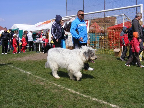 Un nou show canin la Satu Mare
