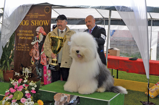 Dog Show Satu Mare 2017 și-a desemnat câștigătorii