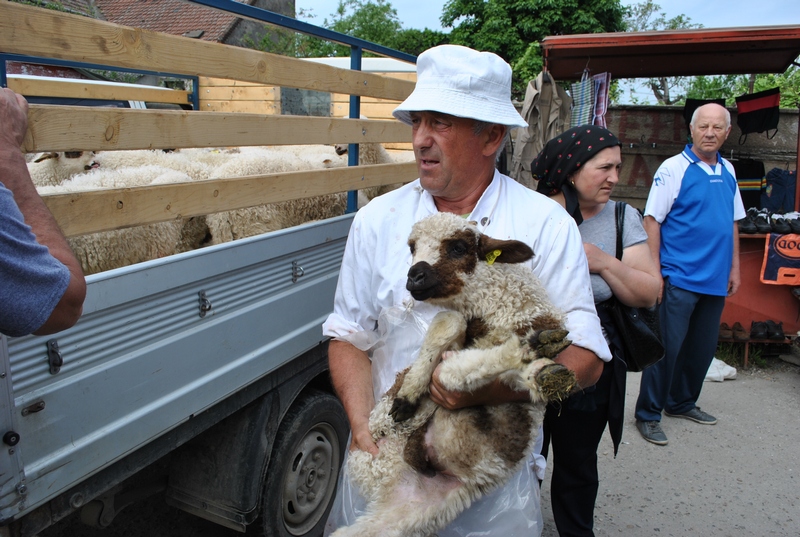 Sacrificarea mieilor începe de marțea viitoare