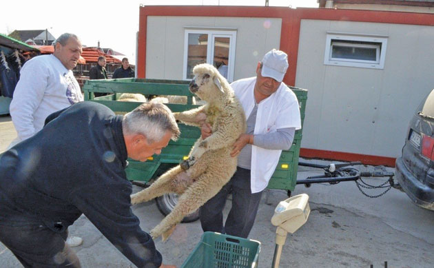 Peste 10 mii de animale sacrificate de Paște în județ