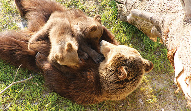 Recensământul animalelor rare şi protejate în judeţul Satu Mare