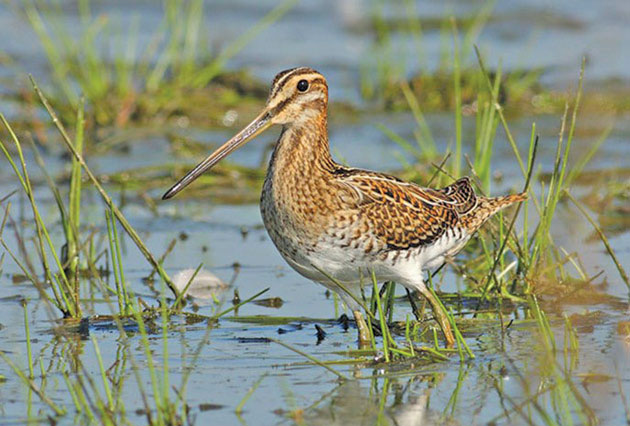 Care sunt cele mai frumoase arii protejate din Judeţul Satu Mare