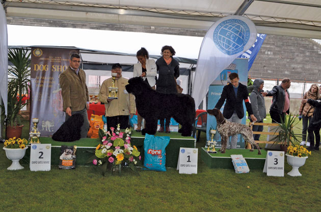 Terra Nova Bruno, cel mai  frumos câine din Satu Mare