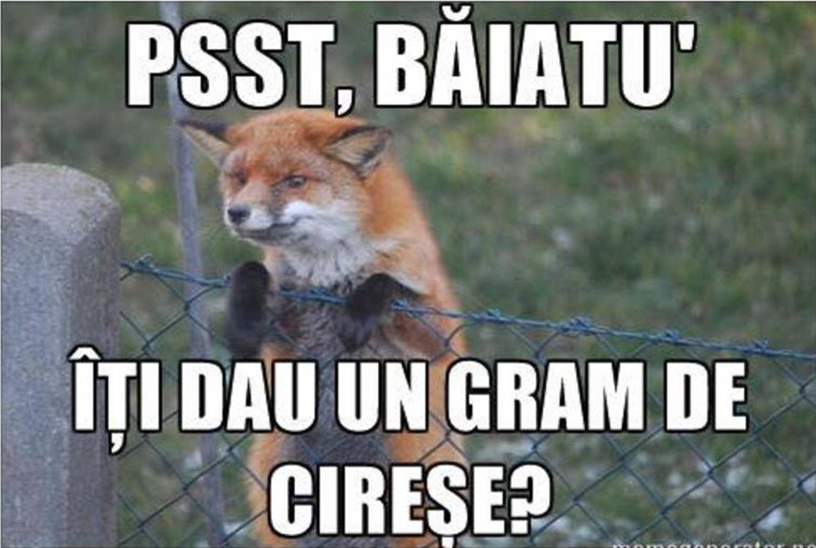 Despre cireșe, numa’ de bine!