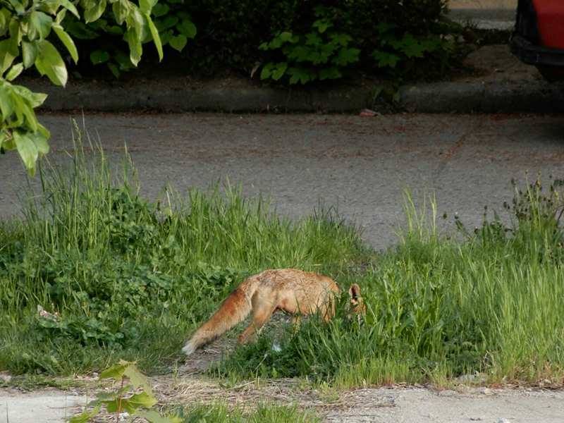 Coana Vulpe prin Sătmar