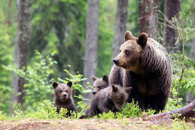 Nouă urși hoinăresc prin pădurile județului