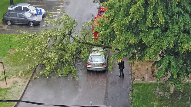 Copac doborât de vânt. Intervin pompierii. Cod Portocaliu