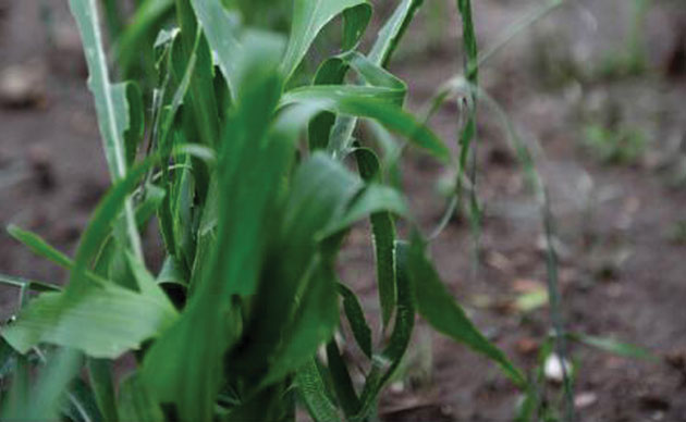 Deficit de apă în zona Transilvaniei, Banatului și Dobrogei