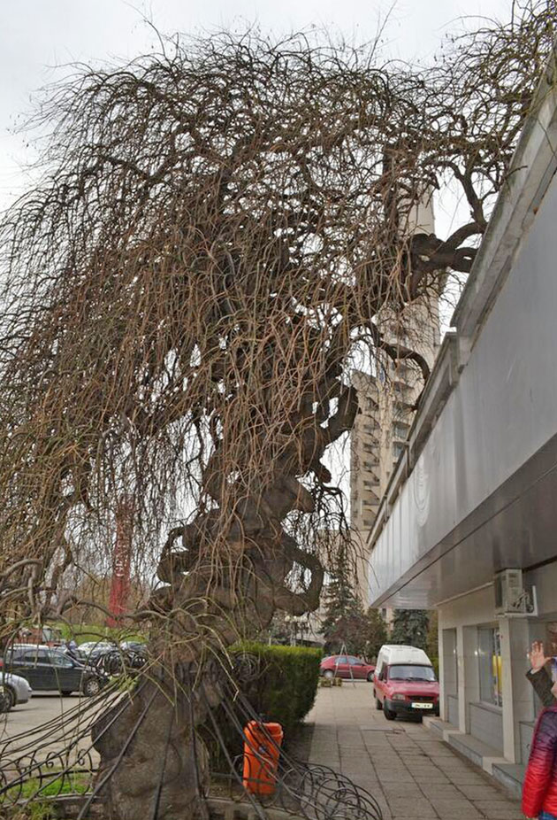 Povestea  „copacului împletit” din Satu Mare este demnă scenariul unui  film