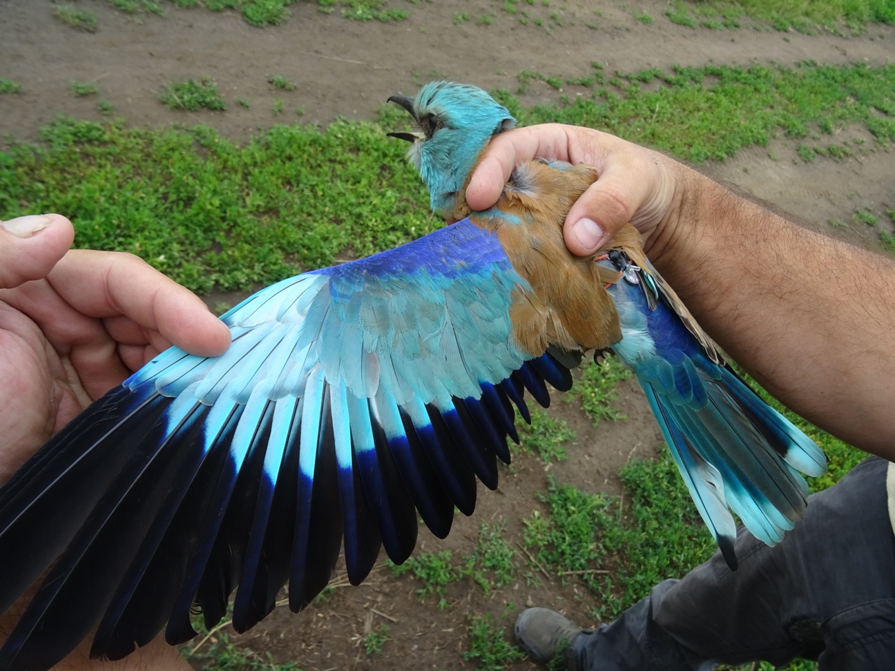 Proiect de monotorizare a traseelor de migrație a dumbrăvencelor derulat de APM Satu Mare