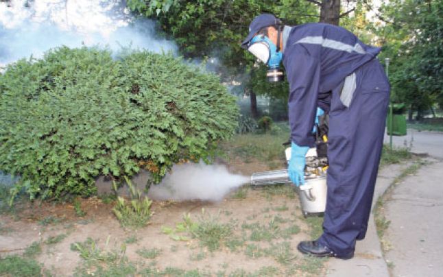 Țânțarii devin o problemă pentru sătmăreni