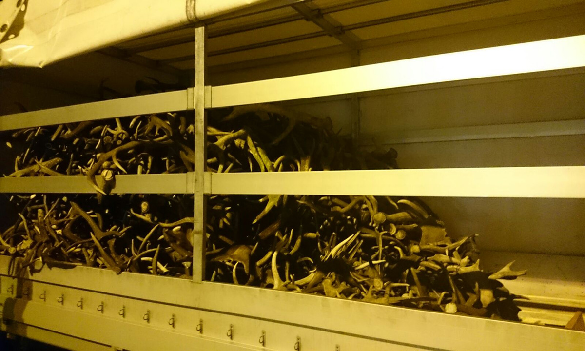 Un ceh voia să scoată din țară sute de coarne de cerb