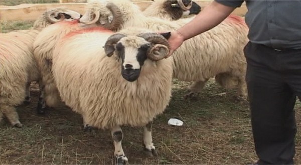 Au furat berbecii de la o stână. Acum au dosar penal