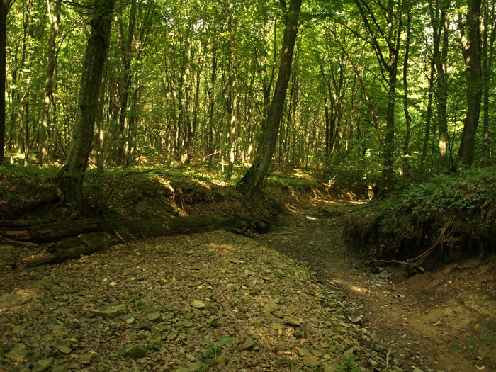 Compensații financiare pentru proprietarii de pădure din zonele protejate